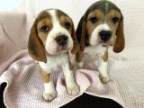 Elizabeth Beagle