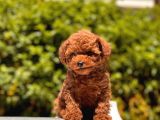 Toy Poodle Yavrular 