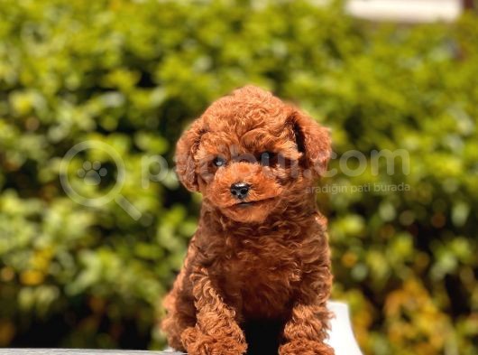 Toy Poodle Yavrular 