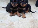 Rottweiler Yavrular