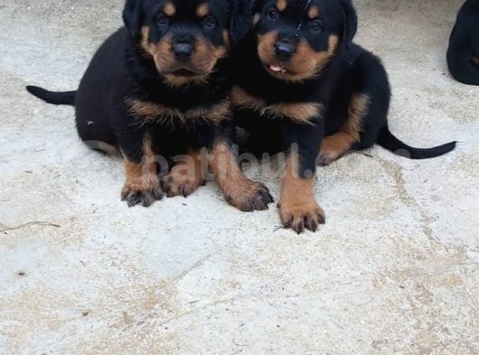 Rottweiler Yavrular görsel