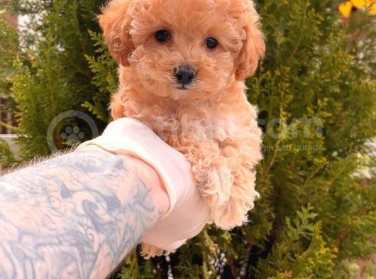 Toy Poodle Yavrular  görsel