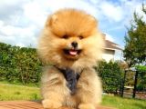 Safkan Teddy Bear Yavrularımız