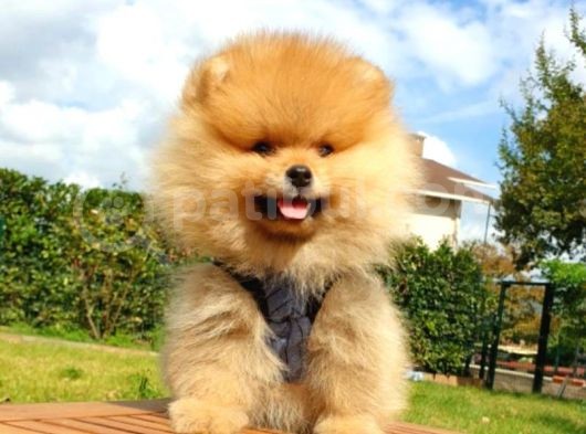 Safkan Teddy Bear Yavrularımız görsel