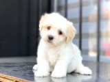 Tatli Tadinda Malti̇poo Yavrularımız
