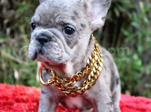 Renk Renk French Bulldog Yavruları