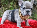 Renk Renk French Bulldog Yavruları