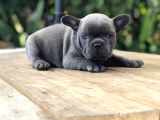 Renk Renk French Bulldog Yavruları