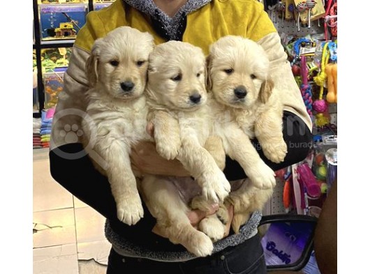 Golden Retriver