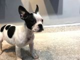65 Günlük French Bulldog Yavrusu A++Plus Kalite