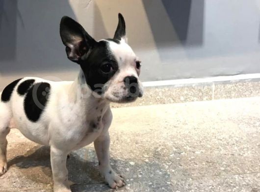 65 Günlük French Bulldog Yavrusu A++Plus Kalite