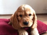 American Cocker