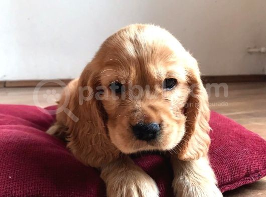 American Cocker görsel