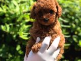 Toy Poodle Yavrular 