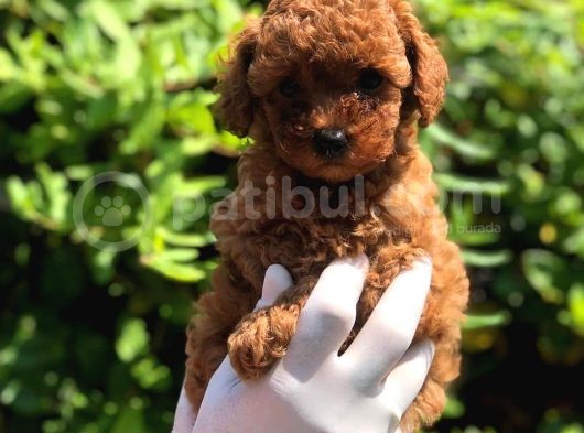Toy Poodle Yavrular  görsel