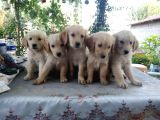 Golden Retriver