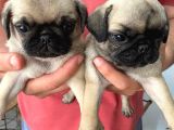 A Kalite Gül Kuyruk Pug Bebekler Yeni Ailelerini Bekliyorlar