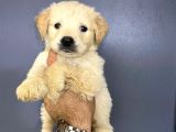 Golden Retriver
