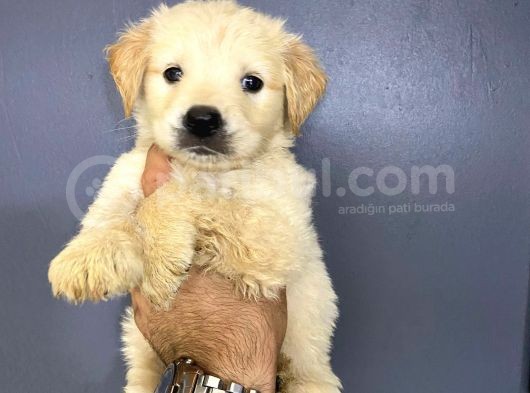 Golden Retriver görsel