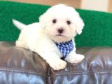 Anne Altindan Maltese Terrier