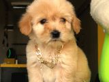 2.5 Aylık Erkek Ve Dişi Maltipoo Yavrular