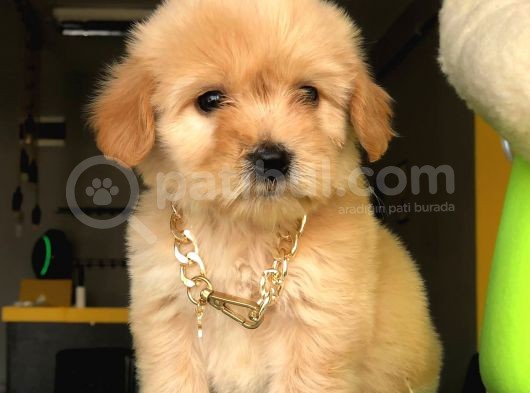 2.5 Aylık Erkek Ve Dişi Maltipoo Yavrular