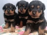Rottweiler Yavrular