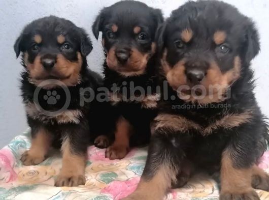 Rottweiler Yavrular görsel