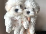 Kore Maltese Terrier Teacup Orjinal Safkan Gerçek Garantili