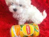 Kore Maltese Terrier Teacup Orjinal Safkan Gerçek Garantili