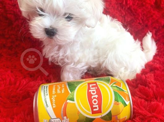 Kore Maltese Terrier Teacup Orjinal Safkan Gerçek Garantili