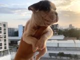 A Kali̇te French Bulldog