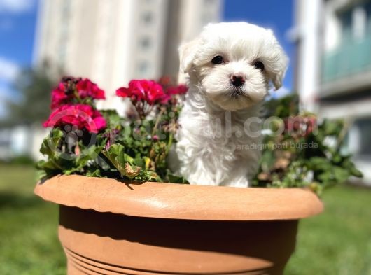 Sıfır Numara Maltese görsel