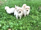 Golden Retriver