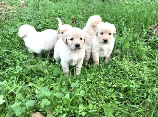 Golden Retriver görsel