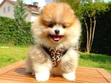 Safkan Teddy Bear Yavrularımız