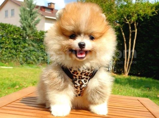Safkan Teddy Bear Yavrularımız görsel