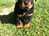 Rottweiler Yavrular