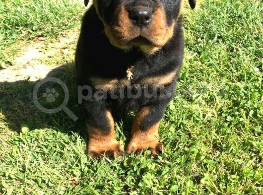 Rottweiler Yavrular görsel