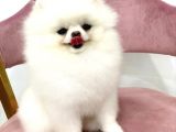 Pomeranian Boo Yavruları