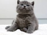 British Shorthair Yavruları
