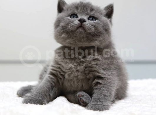British Shorthair Yavruları görsel
