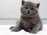 British Shorthair Yavruları