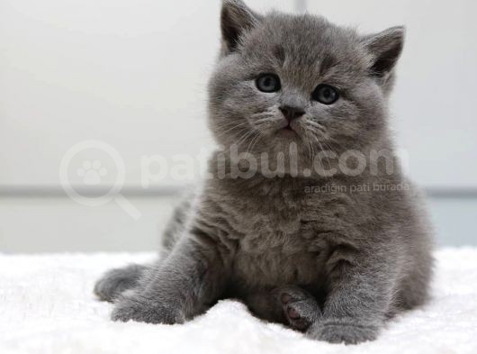 British Shorthair Yavruları görsel