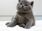British Shorthair Yavruları
