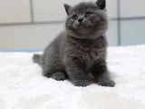 British Shorthair Yavruları