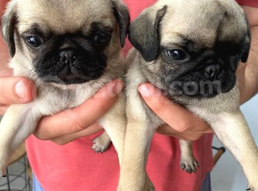 A Kalite Gül Kuyruk Pug Bebekler Yeni Ailelerini Bekliyorlar görsel
