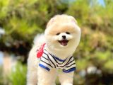 Orjinal Pomeranian Yavruları