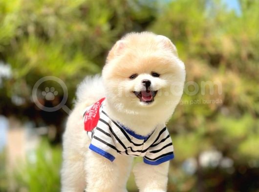 Orjinal Pomeranian Yavruları görsel