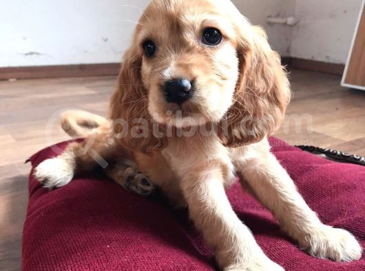 American Cocker görsel